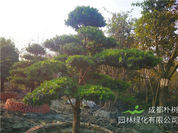 四川省成都市13-14公分罗汉松价格是什么样的？